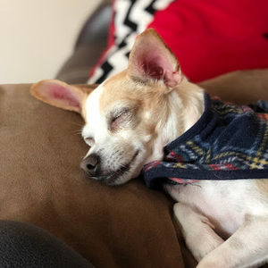 Meet your Posher, Jannette